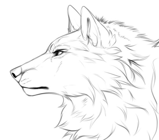 Headshot / Profile Pic